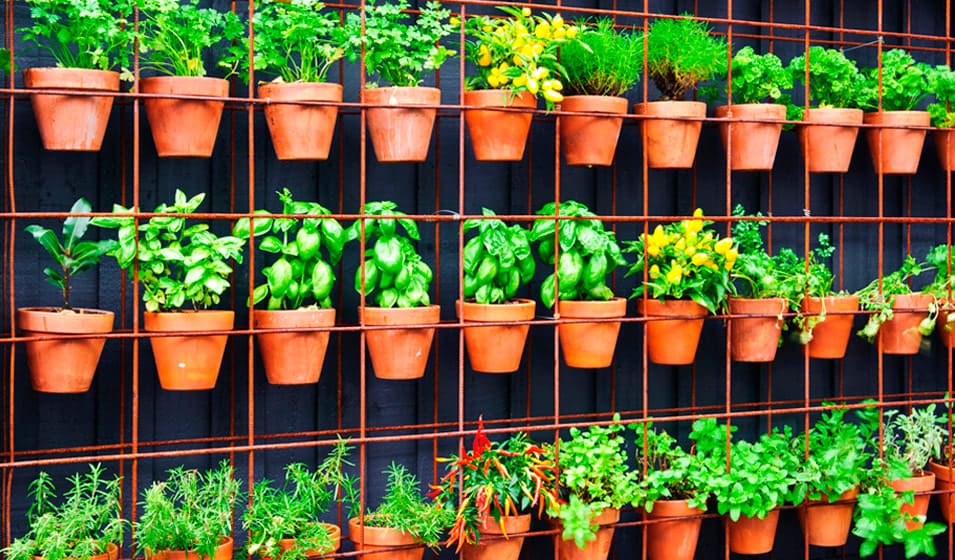 Potager vertical avec des pots sur le mur