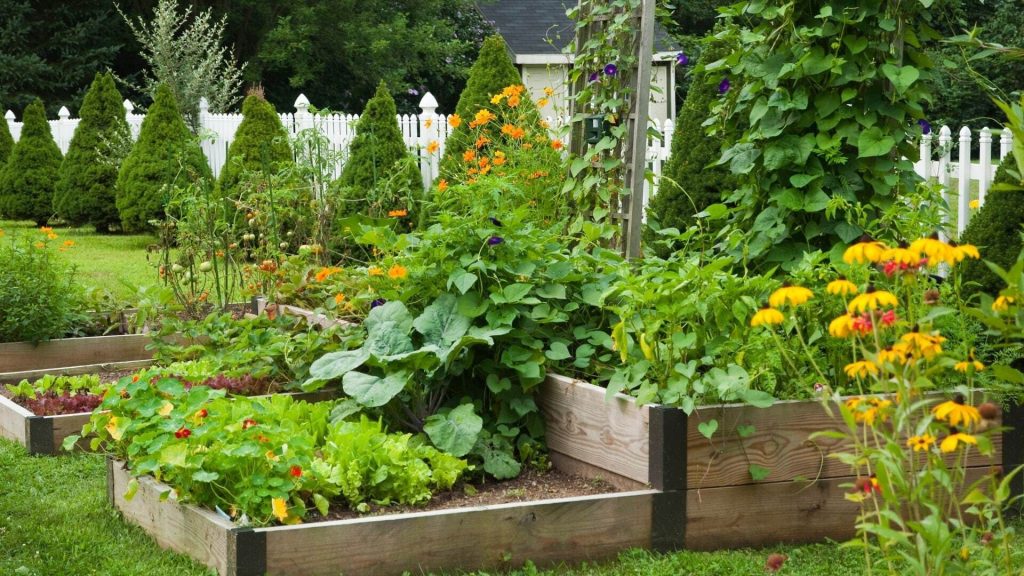 Jardin avec des carrés potager